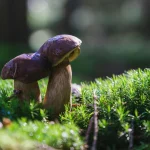 Karo su Iranu pasekmės: britų vyriausybė susiduria su naujais iššūkiais