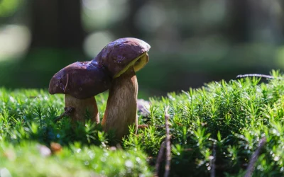 Karo su Iranu pasekmės: britų vyriausybė susiduria su naujais iššūkiais