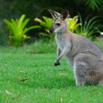 Australijos herojus suimtas dėl tariamų karo nusikaltimų