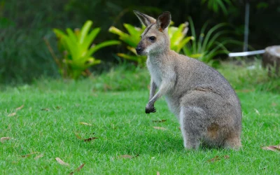 Australijos herojus suimtas dėl tariamų karo nusikaltimų