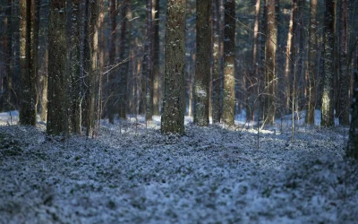 Paslaptingos radimvietės dykumose: nuo apleistų miestų iki keistų skulptūrų