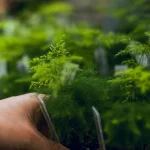 Atradimas, suklaidinantis paukščius: augalas, kurio uogos yra apgaulingos