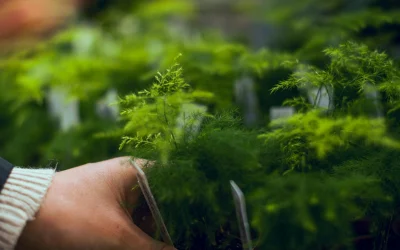 Atradimas, suklaidinantis paukščius: augalas, kurio uogos yra apgaulingos