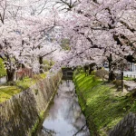 Seniausias Japonijos sakurų žydėjimo duomenų rinkinys rado naują globėją