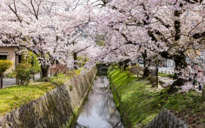 Seniausias Japonijos sakurų žydėjimo duomenų rinkinys rado naują globėją