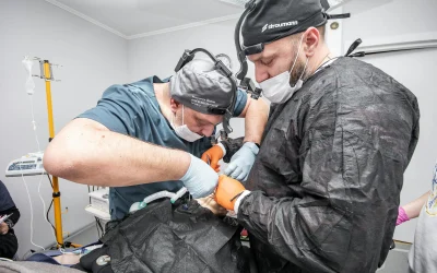 Mokslininkai atrado baltymą, stabdantį kremzlės regeneraciją ir sugebėjo atstatyti senstančių sąnarių funkcijas