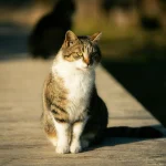 Keistos katės: kaip jos sėdi neįprastose pozicijose