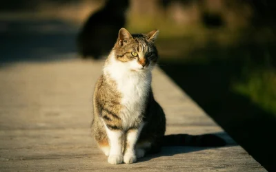 Keistos katės: kaip jos sėdi neįprastose pozicijose