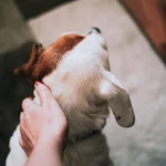 Šmaikštūs gyvūnai: 95 augintiniai, kurie sulaukė viešo pasmerkimo už savo kvailas išdaigas