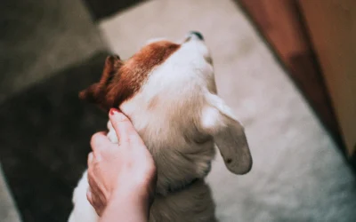 Šmaikštūs gyvūnai: 95 augintiniai, kurie sulaukė viešo pasmerkimo už savo kvailas išdaigas