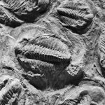 Nauji fosilijų radiniai atskleidžia sudėtingas gyvūnų grupes prieškambriniu laikotarpiu