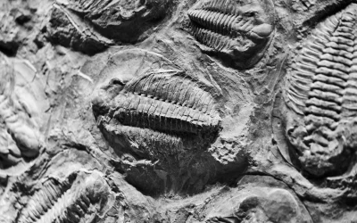 Nauji fosilijų radiniai atskleidžia sudėtingas gyvūnų grupes prieškambriniu laikotarpiu