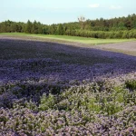 Saturno magnetinis laukas: nauji atradimai atskleidžia keistą jo struktūrą