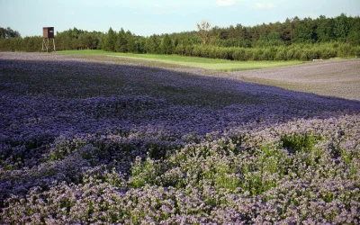 Saturno magnetinis laukas: nauji atradimai atskleidžia keistą jo struktūrą