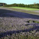 Žemės magnetinis laukas: paslaptingas chaosas prieš 600 milijonų metų ir nauji atradimai