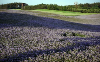 Žemės magnetinis laukas: paslaptingas chaosas prieš 600 milijonų metų ir nauji atradimai