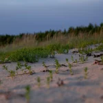 Europos lyderiai siekia sprendimo Hormuzo sąsiauryje, bet reikalauja ugnies nutraukimo