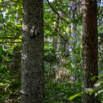 Jungtinės Valstijos stiprina spaudimą Iranui: infrastruktūros taikiniai