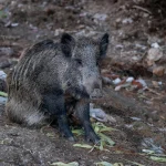 Tėvų ginčas su aviakompanija: kūdikio verkimas sukėlė nemalonumų skrydžio metu