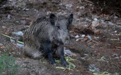 Tėvų ginčas su aviakompanija: kūdikio verkimas sukėlė nemalonumų skrydžio metu