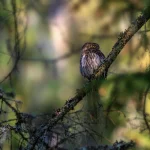 Stebint paukščius: kaip tai gali pagerinti smegenų sveikatą