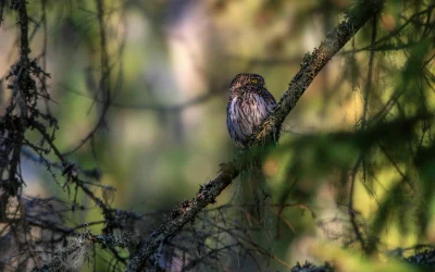 Stebint paukščius: kaip tai gali pagerinti smegenų sveikatą