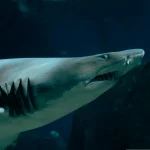 Didžiųjų baltųjų ryklių ateitis: per didelis karštis gali tapti katastrofa