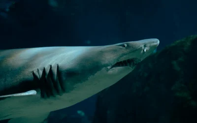 Didžiųjų baltųjų ryklių ateitis: per didelis karštis gali tapti katastrofa