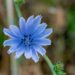 Floridos chirurgui pateikti kaltinimai dėl mirties po netinkamos operacijos