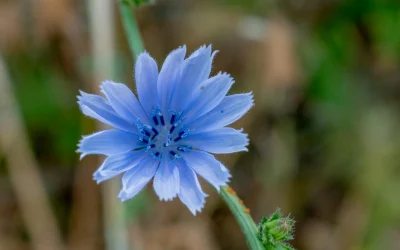 Floridos chirurgui pateikti kaltinimai dėl mirties po netinkamos operacijos