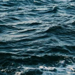 Moliuskai, kurie išgyveno didžiausią žemės išnykimą ir užvaldė vandenynus