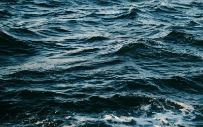 Moliuskai, kurie išgyveno didžiausią žemės išnykimą ir užvaldė vandenynus