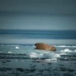 Wilderis iškovojo pergalę prieš Chisorą dramatiškame dvikovoje