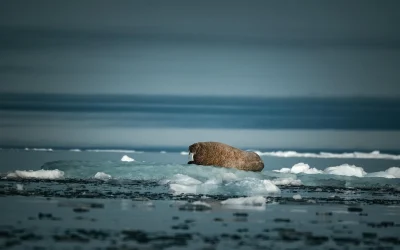 Wilderis iškovojo pergalę prieš Chisorą dramatiškame dvikovoje