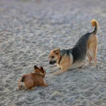 Šuniukų joga: kaip ji veikia ir kokie yra jos privalumai?