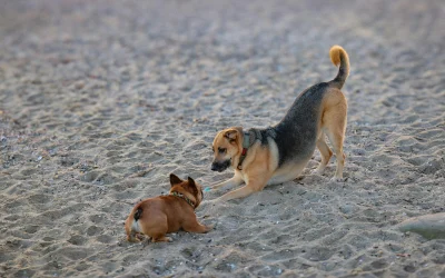 Šuniukų joga: kaip ji veikia ir kokie yra jos privalumai?