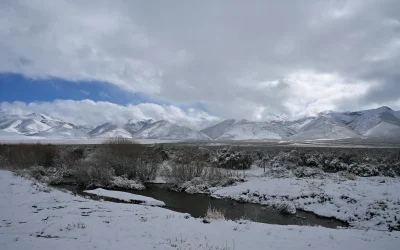Kieno augalai pasisavina Kolorado upės vandenį?