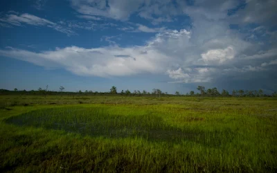 Vengrijos politinė situacija: Orbano tėvynė ir korupcijos simboliai