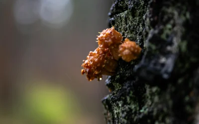 Naujas atradimas: astrocitai ir jų įtaka baimės jausmui bei PTSD
