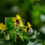 Peržvelgiame sudėtingus santykių klausimus: balsuokite dėl 10 ginčytinų situacijų