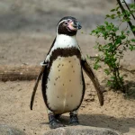 Imperatoriškieji pingvinai: nykstančios rūšies grėsmė dėl klimato kaitos