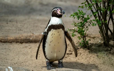 Imperatoriškieji pingvinai: nykstančios rūšies grėsmė dėl klimato kaitos