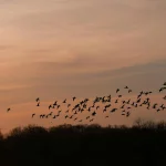 Niujorko iniciatyvos paukščių apsaugai: kaip tai pritaikyti Lietuvoje?