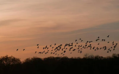 Niujorko iniciatyvos paukščių apsaugai: kaip tai pritaikyti Lietuvoje?