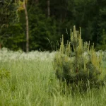 Naujas atradimas: „švaresni skruzdėlynai“ Arizonoje