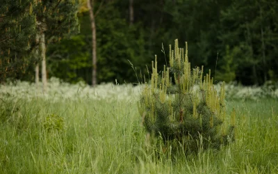 Naujas atradimas: „švaresni skruzdėlynai“ Arizonoje