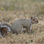 Olivia Wilde išvaizda sukėlė diskusijas apie sveikatos standartus Holivude