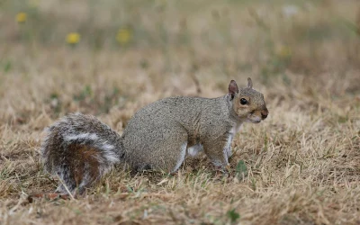 Olivia Wilde išvaizda sukėlė diskusijas apie sveikatos standartus Holivude