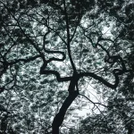 Gamta įkvepia: unikalūs kūriniai iš viso pasaulio