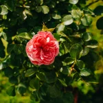 Rūbija Roza apie Katy Perry: atskleidė baisius kaltinimus ir pradeda gijimo procesą